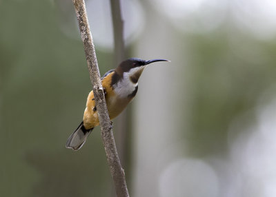 Eastern Spinebill (Acathorhynchus tenuirostris)