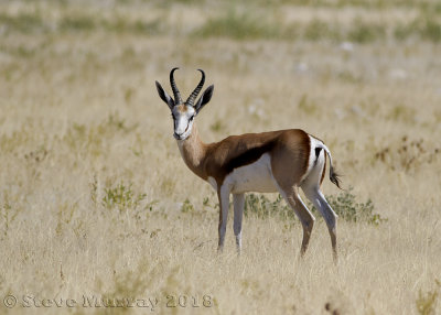 Springbok ( Antidorcas marsupialis)