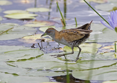 Baillon's Crake (Zapornia pusilla palustris)