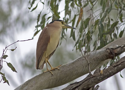 Nankeen Night Heron (Nycticorax caledonicus australasiae)