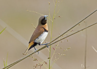 Chestnut-breasted Mannikin (Lonchura castaneothorax)