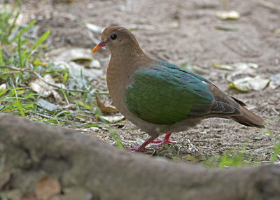 Pacific Emerald Dove