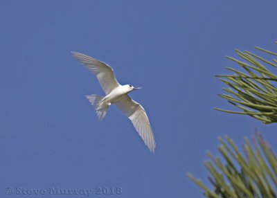 White Tern (Gygis alba candida)