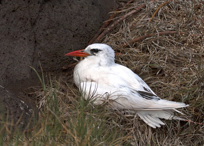 Red-tailed Tropicbird (Phaethon rubricauda roseotinctus)