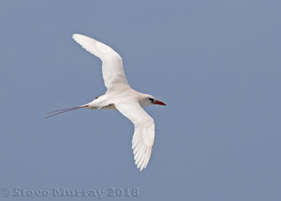 Red-tailed Tropicbird (Phaethon rubricauda roseotinctus)