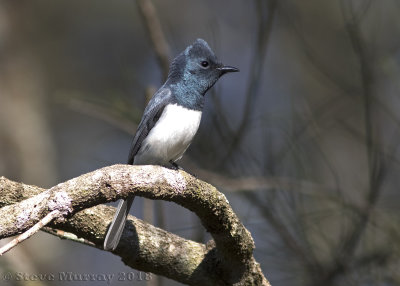 Leaden Flycatcher (Myiagra rubecula yorki)