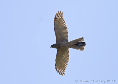 Brown Goshawk  (Accipiter fasciatus)
