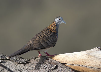 Bar-shouldered Dove (Geopelia humeralis humeralis)