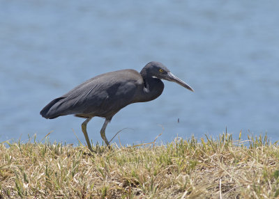 Pacific Reef Heron (Egretta sacra)