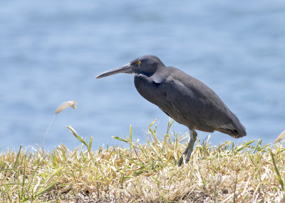 Pacific Reef Heron (Egretta sacra)