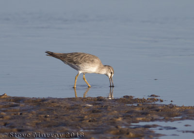 Grey-tailed Tattler (Tringa brevipes)