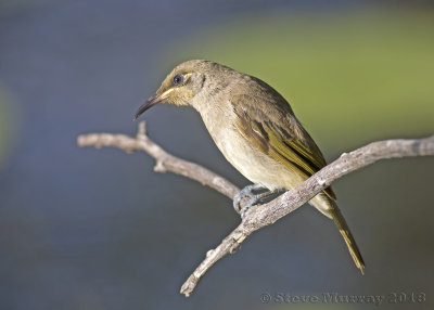 Brown Honeyeater (Lichmera indistincta ocularis)