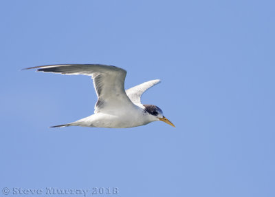 Greater Crested Tern (Thalasseus bergii cristatus)