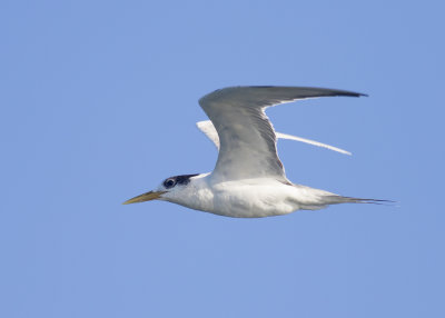 Greater Crested Tern (Thalasseus bergii cristatus)