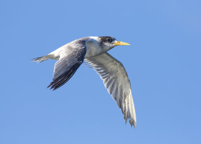 Greater Crested Tern (Thalasseus bergii cristatus)