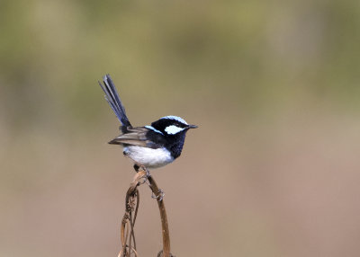 Superb Fairywren (Malurus cyaneus cyanochlamys)