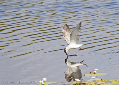 Whiskered Tern (Chlidonias hybridus)