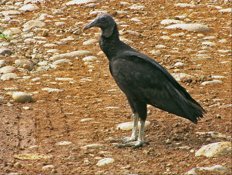   Black Vulture - Zwarte Gier- Coragyps atratus