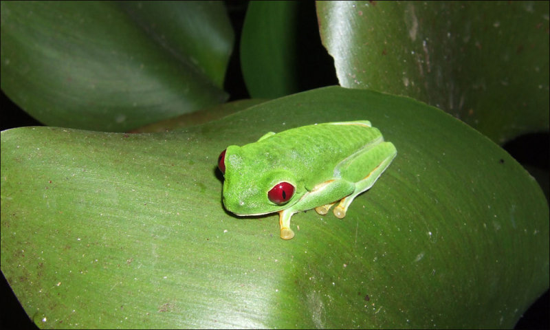 Red-eyed Treefrog - Roodoogmakikikker - Agalychnis callidryas