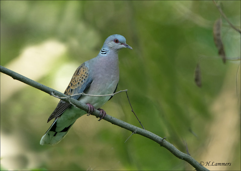 European Turtle Dove - Zomertortel - Streptopelia turtur 