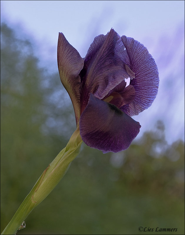 The Gilboa Iris - Iris Hayne