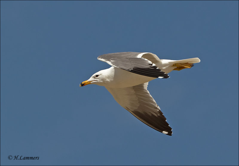 Armenian Gull - Armeense Meeuw - Larus armenicus
