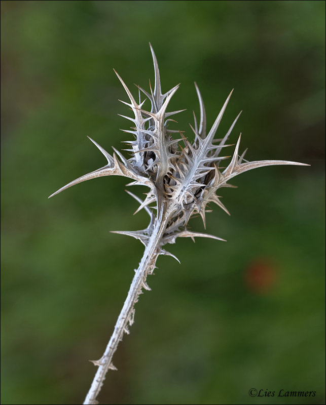 Blessed Milk Thistle - Mariadistel - Silybum marianum