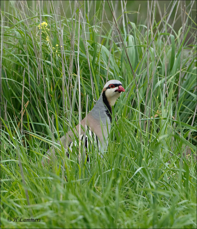 Chukar Partridge - Aziatische Steenpatrijs - Alectoris chukar  