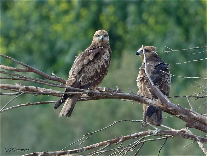 Black Kite - Zwarte Wouw - Milvus migrans