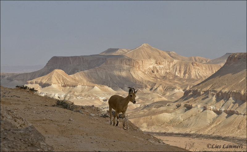 Nubian Ibex- Nubische steenbok - Capra nubianaMidreshet Ben-Gurion, 