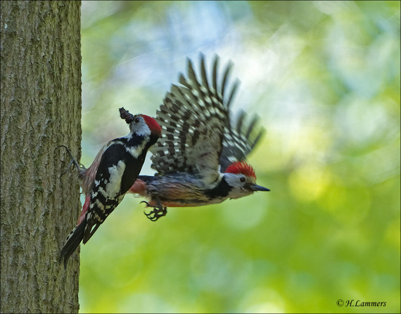 Middle Spotted Woodpecker (man and woman)- Middelste bonte Specht - Dendrocoptes medius