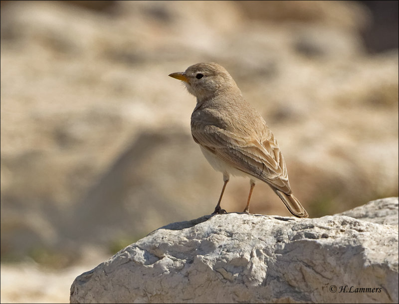 Bar-tailed Lark - Rosse woestijnleeuwerik - Ammomanes cinctura