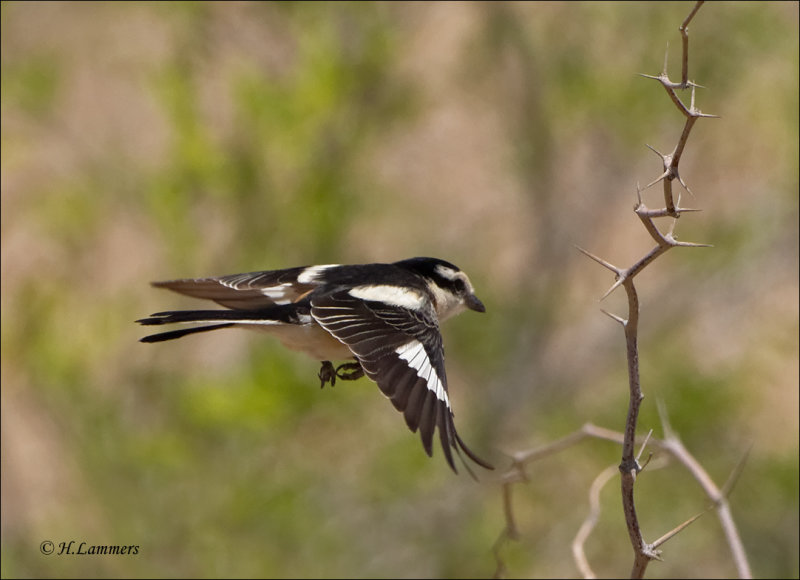 Masked Shrike - Maskerklauwier - Lanius nubicus
