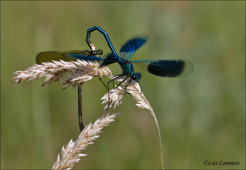 Banded Demoiselle - Weidebeekjuffer - Calopteryx splendens