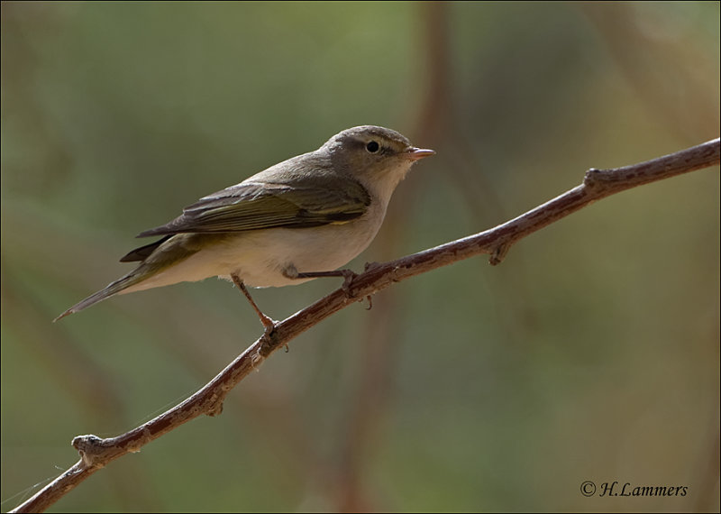 Eastern Bonelli's Warbler - Balkan Bergfluiter - Phylloscopus orientalis