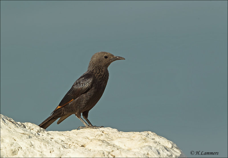Tristrams Starling  (Female)  - Tristrams spreeuw (vrouw) - Onychognathus tristramii  