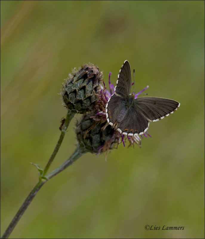 Chalkhill blue - Bleekblauwtje -Polyommatus coridon