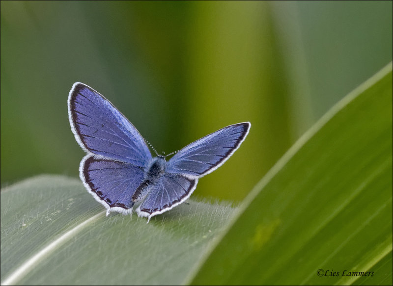 Short-tailed Blue - Staartblauwtje - Cupido argiades