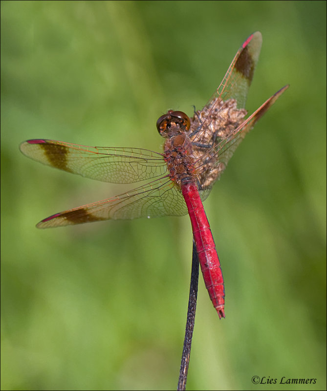 Banded Darter - Bandheidelibel - Sympetrum pedemontanum