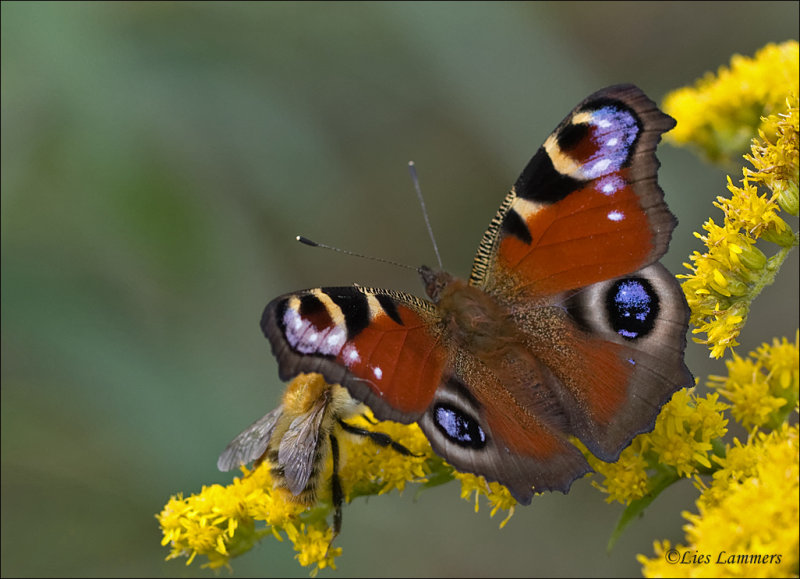Peacock Butterfly - Dagpauwoog - Aglais io