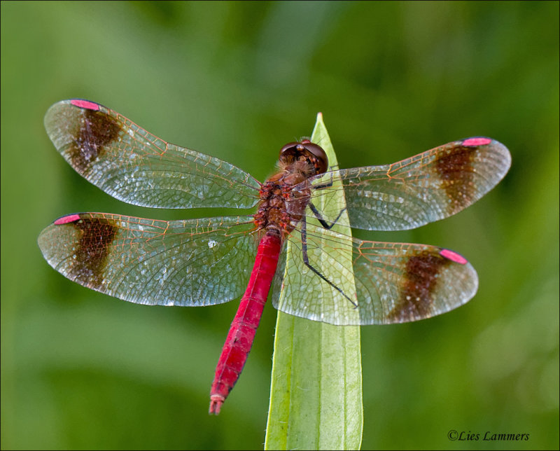 Banded Darter - Bandheidelibel - Sympetrum pedemontanum