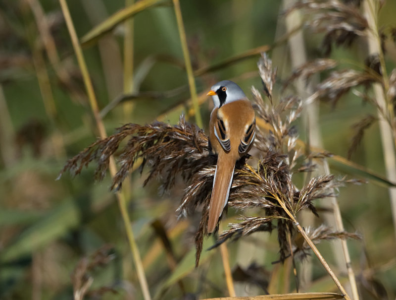 Bearded tit - Baardman - Panurus biarmicus
