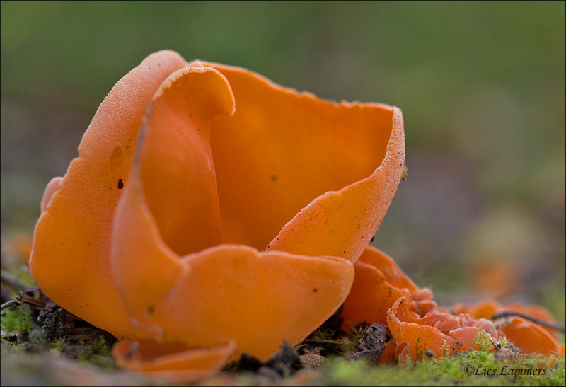 Orange Peel Fungus - Grote oranje bekerzwam - Aleuria aurantia