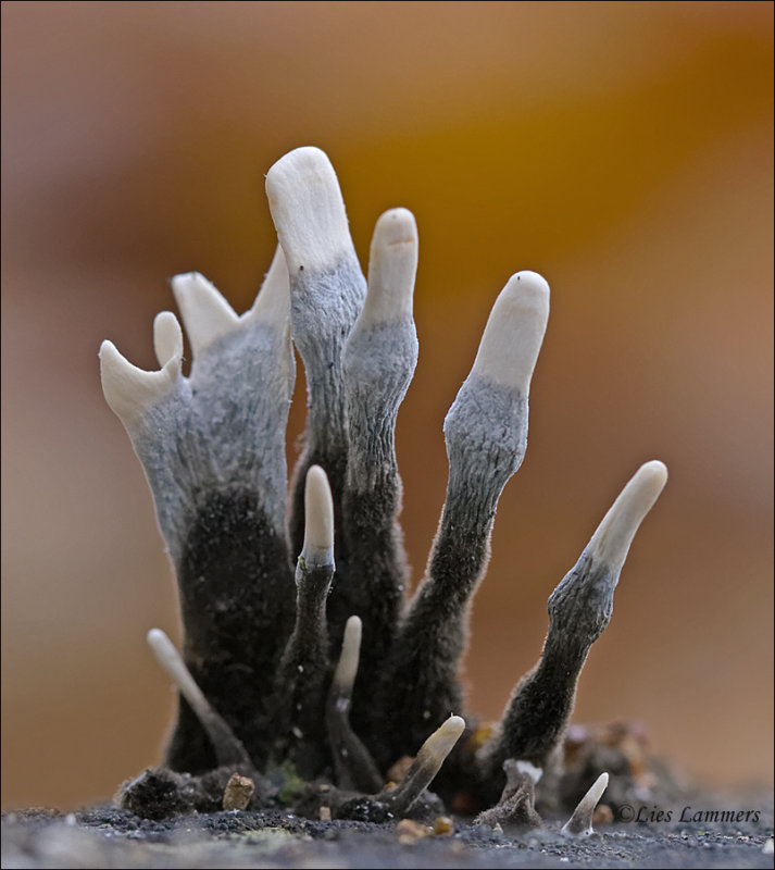 Candlesnuff fungus - Geweizwam - Xylaria hypoxylon