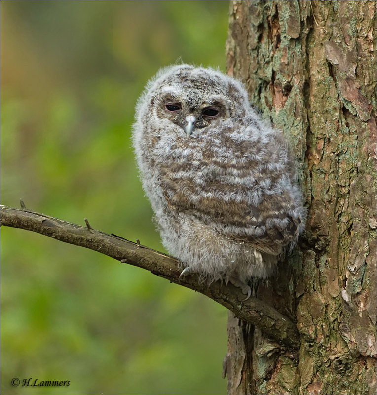 Tawny Owl  (Juvenile ) - Bosuil - Strix aluco