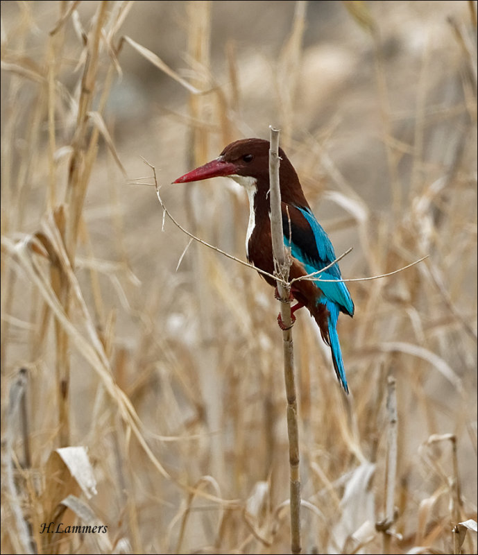 White-throated Kingfisher - Smyrna-ijsvogel - Halcyon smyrnensis