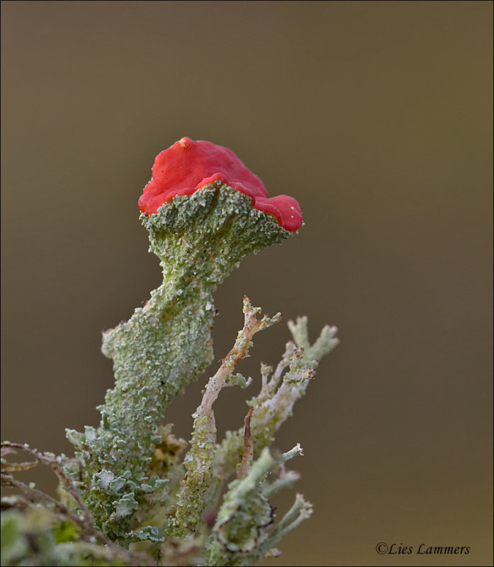 Scarlet-cup Lichen - Rood bekermos - Cladonia coccifera