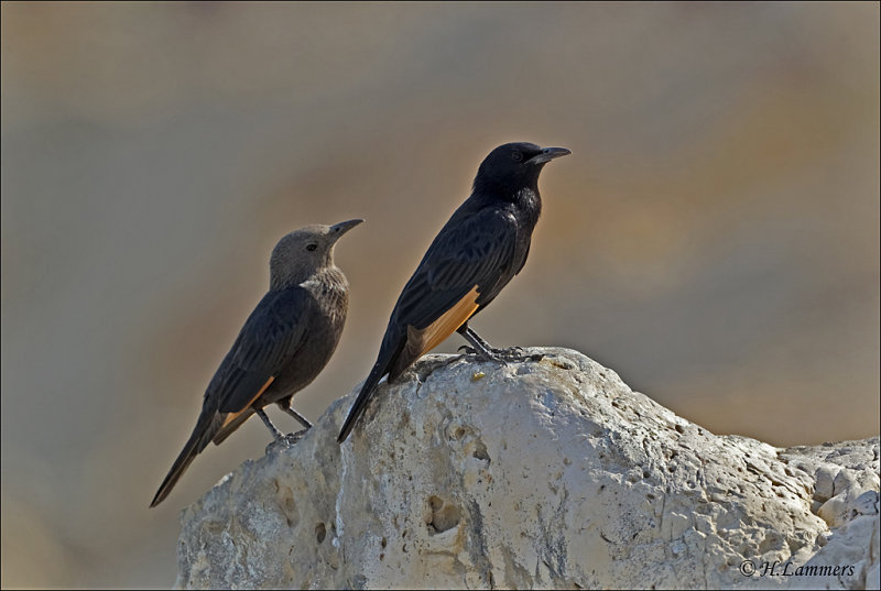 Tristrams Starling - Tristrams spreeuw - Onychognathus tristramii  (male and female )