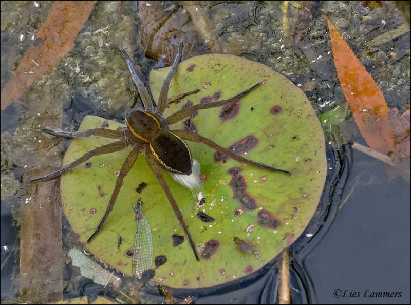 Raft Spider - Gerande oeverspin - Dolomedes fimbriatus