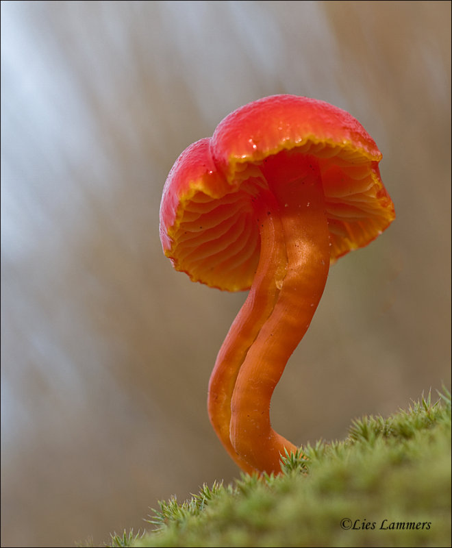 Vermilion Waxcap - Gewoon vuurzwammetje -  Hygrocybe miniata